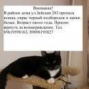 Подробнее об объявлении «Благовещенск (Амурская обл.) Пропала кошка» Фото: пропала кошка  «Благовещенск (Амурская обл.) Пропала кошка» в г. Благовещенск (Амурская обл.)