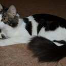 Подробнее об объявлении «Пропал кот Москва» Фото: пропала кошка  «Пропал кот Москва» в г. Москва