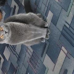 Подробнее об объявлении «Пропала кошка, 23.09 упала с окна Донецк» Фото: пропала кошка  «Пропала кошка, 23.09 упала с окна Донецк» в г. Донецк