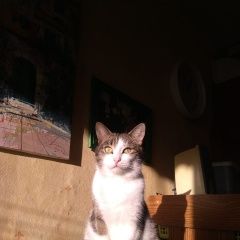 Подробнее об объявлении «Пропал кот мася Сходня» Фото: пропала кошка  «Пропал кот мася Сходня» в г. Сходня