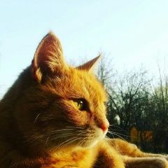 Подробнее об объявлении «Пропала кошка рыжая полосатая Балашиха» Фото: пропала кошка  «Пропала кошка рыжая полосатая Балашиха» в г. Балашиха