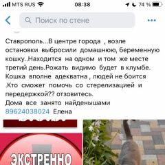 Картинка пропала кошка В городе Ставрополь исчезла кошка. Ставрополь