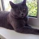 Подробнее об объявлении «Пропала кошка породы британец   Мытищи» Фото: пропала кошка  «Пропала кошка породы британец   Мытищи» в г. Мытищи