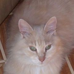 Подробнее об объявлении «Пропал кот Москва» Фото: пропала кошка  «Пропал кот Москва» в г. Москва