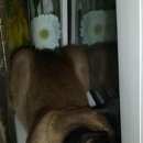 Подробнее об объявлении «Конаково Пропал кот сиамец» Фото: пропала кошка Сиамская «Конаково Пропал кот сиамец» в г. Конаково