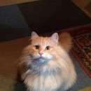 Подробнее об объявлении «Пропал кот Голицыно (Московская обл.)» Фото: пропала кошка  «Пропал кот Голицыно (Московская обл.)» в г. Голицыно (Московская обл.)