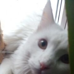 Подробнее об объявлении «Пропал котик Ставрополь» Фото: пропала кошка  «Пропал котик Ставрополь» в г. Ставрополь