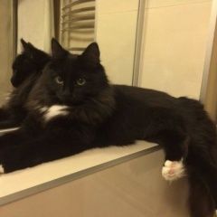 Подробнее об объявлении «Нижний Новгород Пропала кошка» Фото: пропала кошка  «Нижний Новгород Пропала кошка» в г. Нижний Новгород