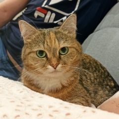 Подробнее об объявлении «Севастополь Пропала кошка» Фото: пропала кошка  «Севастополь Пропала кошка» в г. Севастополь