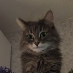 Подробнее об объявлении «Пропала кошка Люберцы» Фото: пропала кошка  «Пропала кошка Люберцы» в г. Люберцы