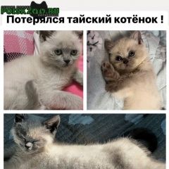 Подробнее об объявлении «Пропала кошка тайский котёнок Калининград (Кенигсберг)» Фото: пропала кошка Тайская кошка «Пропала кошка тайский котёнок Калининград...» в г. Калининград (Кенигсберг)