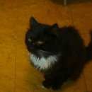 Подробнее об объявлении «Пропал кот Кубинка» Фото: пропала кошка  «Пропал кот Кубинка» в г. Кубинка