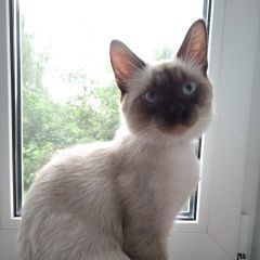 Подробнее об объявлении «Пропал кот. Москва» Фото: пропала кошка Сиамская «Пропал кот. Москва» в г. Москва