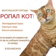Подробнее об объявлении «Пропала кошка на ул.куусинена Москва» Фото: пропала кошка Бенгальская «Пропала кошка на ул.куусинена Москва» в г. Москва