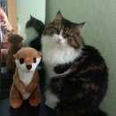 Подробнее об объявлении «Бердск Пропал кот» Фото: пропала кошка  «Бердск Пропал кот» в г. Бердск