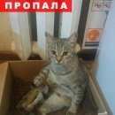 Подробнее об объявлении «Пропала кошка Краснодар» Фото: пропала кошка  «Пропала кошка Краснодар» в г. Краснодар