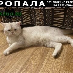 Подробнее об объявлении «Москва Пропал кот в измайлово» Фото: пропала кошка Британская короткошерстная «Москва Пропал кот в измайлово» в г. Москва