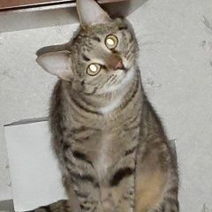 Подробнее об объявлении «Пропала кошка Чебоксары» Фото: пропала кошка  «Пропала кошка Чебоксары» в г. Чебоксары