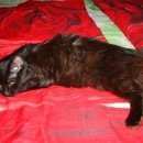 Подробнее об объявлении «Пропала кошка черная кошка с желтыми глазами Протвино (Московская обл.)» Фото: пропала кошка  «Пропала кошка черная кошка с желтыми глазами...» в г. Протвино (Московская обл.)