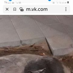 Подробнее об объявлении «Кимры Пропал кот 13 декабря ик.» Фото: пропала кошка  «Кимры Пропал кот 13 декабря ик.» в г. Кимры