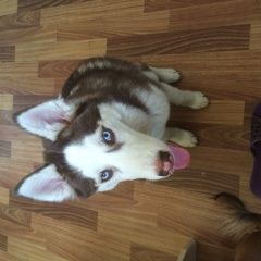 Подробнее об объявлении «Ачинск Пропала собака хаски» Фото: пропала собака Сибирская хаски «Ачинск Пропала собака хаски» в г. Ачинск