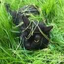 Подробнее об объявлении «Пропала кошка Кемерово» Фото: пропала кошка  «Пропала кошка Кемерово» в г. Кемерово