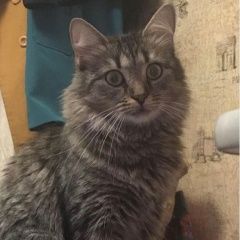 Подробнее об объявлении «Пропала кошка Москва» Фото: пропала кошка  «Пропала кошка Москва» в г. Москва