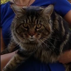 Подробнее об объявлении «Чехов Пропал кот мейнкун черно-коричневый мрамор» Фото: пропала кошка Мейн-кун «Чехов Пропал кот мейнкун черно-коричневый мрамор» в г. Чехов