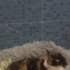 Подробнее об объявлении «Пропала кошка трехцветная кошка Оренбург» Фото: пропала кошка  «Пропала кошка трехцветная кошка Оренбург» в г. Оренбург