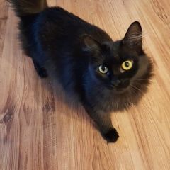 Подробнее об объявлении «Пропала кошка черная бухарская Челябинск» Фото: пропала кошка  «Пропала кошка черная бухарская Челябинск» в г. Челябинск