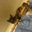 Подробнее об объявлении «Псков Пропала кошка» Фото: пропала кошка  «Псков Пропала кошка» в г. Псков