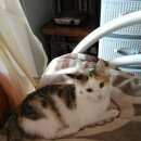 Подробнее об объявлении «Пропала кошка зовут ева Кемерово» Фото: пропала кошка  «Пропала кошка зовут ева Кемерово» в г. Кемерово