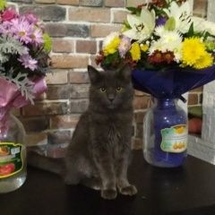 Подробнее об объявлении «Хабаровск Пропала кошка» Фото: пропала кошка  «Хабаровск Пропала кошка» в г. Хабаровск