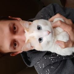 Подробнее об объявлении «Пропал кот белый голубоглазый красивый Оренбург» Фото: пропала кошка  «Пропал кот белый голубоглазый красивый Оренбург» в г. Оренбург