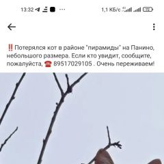 Подробнее об объявлении «Пропал кот небольшой котик в районе моста Вязьма» Фото: пропала кошка  «Пропал кот небольшой котик в районе моста Вязьма» в г. Вязьма