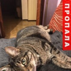 Подробнее об объявлении «Пропал кот помогите найти Москва» Фото: пропала кошка  «Пропал кот помогите найти Москва» в г. Москва