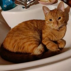 Подробнее об объявлении «Пропал кот Дорохово» Фото: пропала кошка  «Пропал кот Дорохово» в г. Дорохово