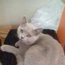 Подробнее об объявлении «Пропала кошка Томск» Фото: пропала кошка  «Пропала кошка Томск» в г. Томск
