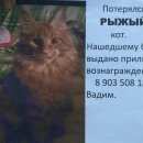 Подробнее об объявлении «Мытищи Пропал кот» Фото: пропала кошка Мейн-кун «Мытищи Пропал кот» в г. Мытищи