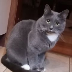 Подробнее об объявлении «Пропала кошка Троицк» Фото: пропала кошка Русская голубая кошка «Пропала кошка Троицк» в г. Троицк