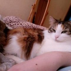 Подробнее об объявлении «Пропала кошка нуждается в помощи Санкт-Петербург» Фото: пропала кошка  «Пропала кошка нуждается в помощи Санкт-Петербург» в г. Санкт-Петербург