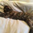 Подробнее об объявлении «Пропала кошка помогите Томск» Фото: пропала кошка  «Пропала кошка помогите Томск» в г. Томск