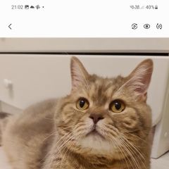 Подробнее об объявлении «Пропал кот Домодедово» Фото: пропала кошка  «Пропал кот Домодедово» в г. Домодедово