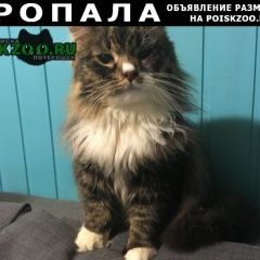 Подробнее об объявлении «Пропала кошка помогите найти Санкт-Петербург» Фото: пропала кошка  «Пропала кошка помогите найти Санкт-Петербург» в г. Санкт-Петербург