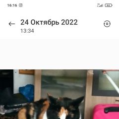 Подробнее об объявлении «Пропала кошка в алабушево потерялась кошечка Зеленоград» Фото: пропала кошка  «Пропала кошка в алабушево потерялась кошечка...» в г. Зеленоград