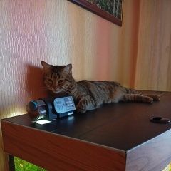 Подробнее об объявлении «Пропал кот яша, г. Химки» Фото: пропала кошка  «Пропал кот яша, г. Химки» в г. Химки