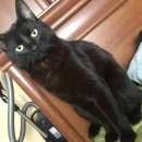 Подробнее об объявлении «Москва Пропал кот» Фото: пропала кошка  «Москва Пропал кот» в г. Москва