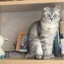 Подробнее об объявлении «Москва Пропал кот» Фото: пропала кошка Шотландская вислоухая «Москва Пропал кот» в г. Москва