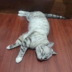 Подробнее об объявлении «Пропал кот декабрь 2022 год Алматы (Алма-Ата)» Фото: пропала кошка  «Пропал кот декабрь 2022 год Алматы (Алма-Ата)» в г. Алматы (Алма-Ата)