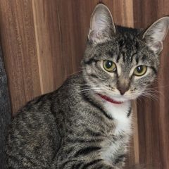 ����: ������� �����  ������� ������� ����� � �. ������